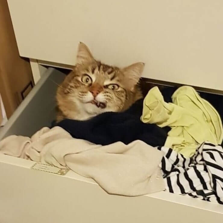 Animais sapecas da internet