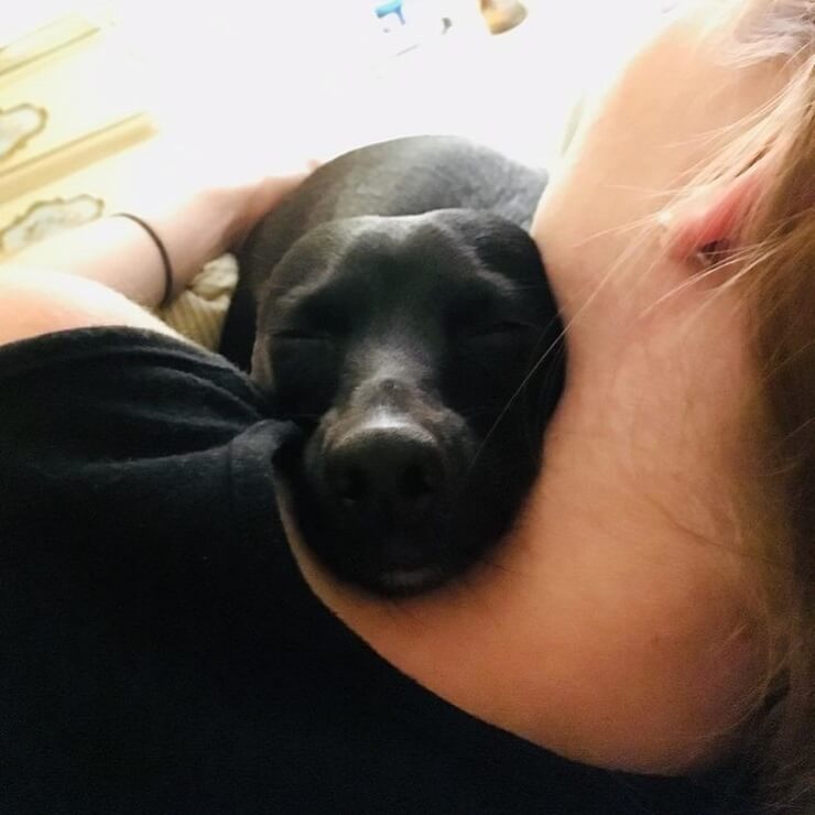 Animais sapecas da internet