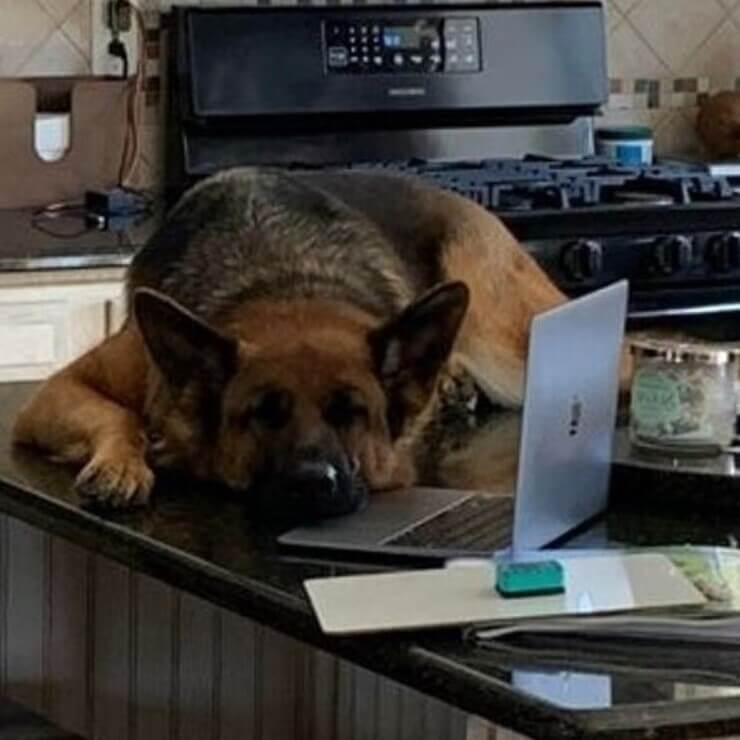 Animais sapecas da internet