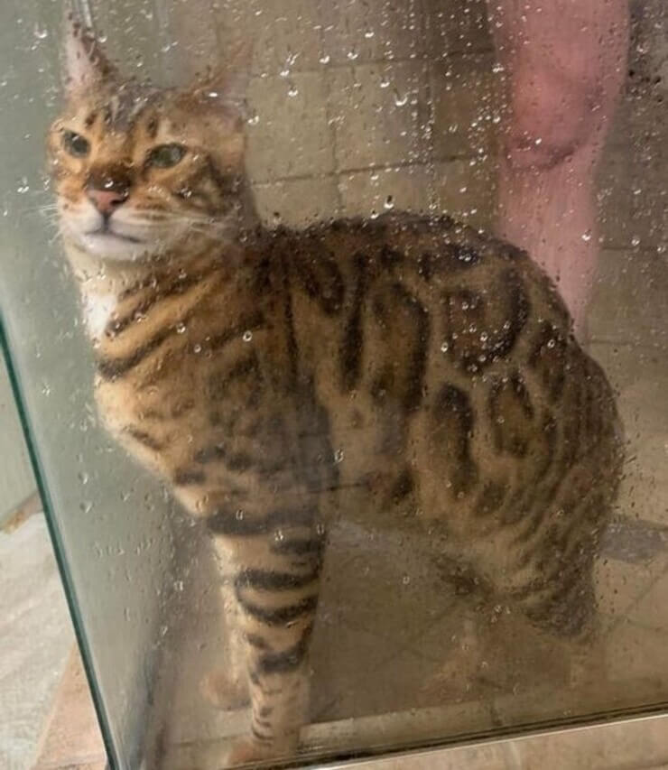 Animais sapecas da internet