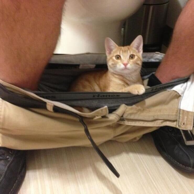 Animais sapecas da internet